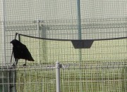 karasu8.16