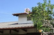 mukugekiru8.18