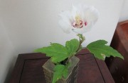 mukugesaku8.2