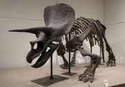 torikeratopusu