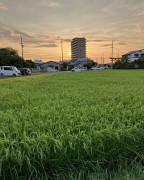 yuukei8.3