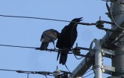 9.17karasu