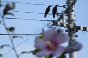 9.17karasu2
