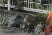 karasu9.20