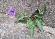 sumirekaerizaki11.12