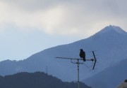 karasu1.4