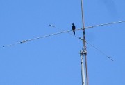 karasu17