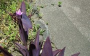murasakigoten