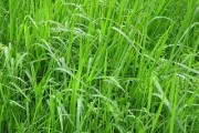 ametubu