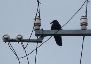 karasu6.8