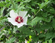 mukugesaku6.13