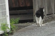 neko6.4