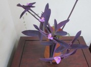7.31murasakigoten