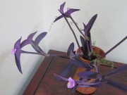 murasakigoten7.27