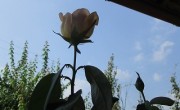 8.31bara