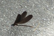 hagurotonbo8.9