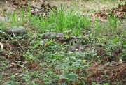kanzou