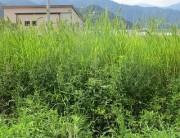 kusamura2