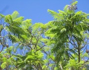 nokorihana