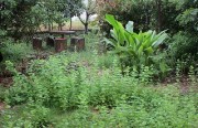 9gatunoniwa