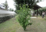 hirokimukuge9.26