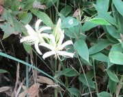 sirobanahiganbana