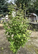 hirokimukuge10.24.2